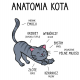 Anatomia kota  - poduszka na prezent