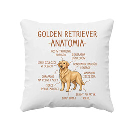 Golden retriever - anatomia  - poduszka na prezent